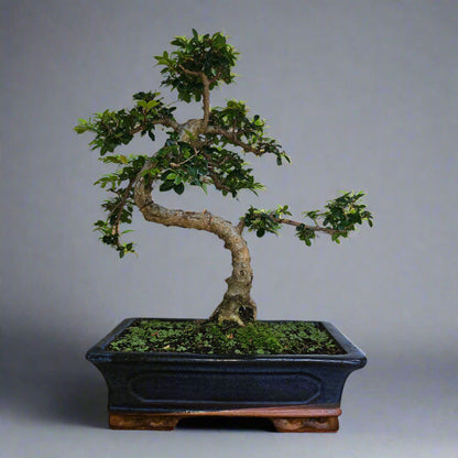 Chinese Elm (Ulmus Parvifolia) Bonsai Tree | Shaped | In 30cm Pot