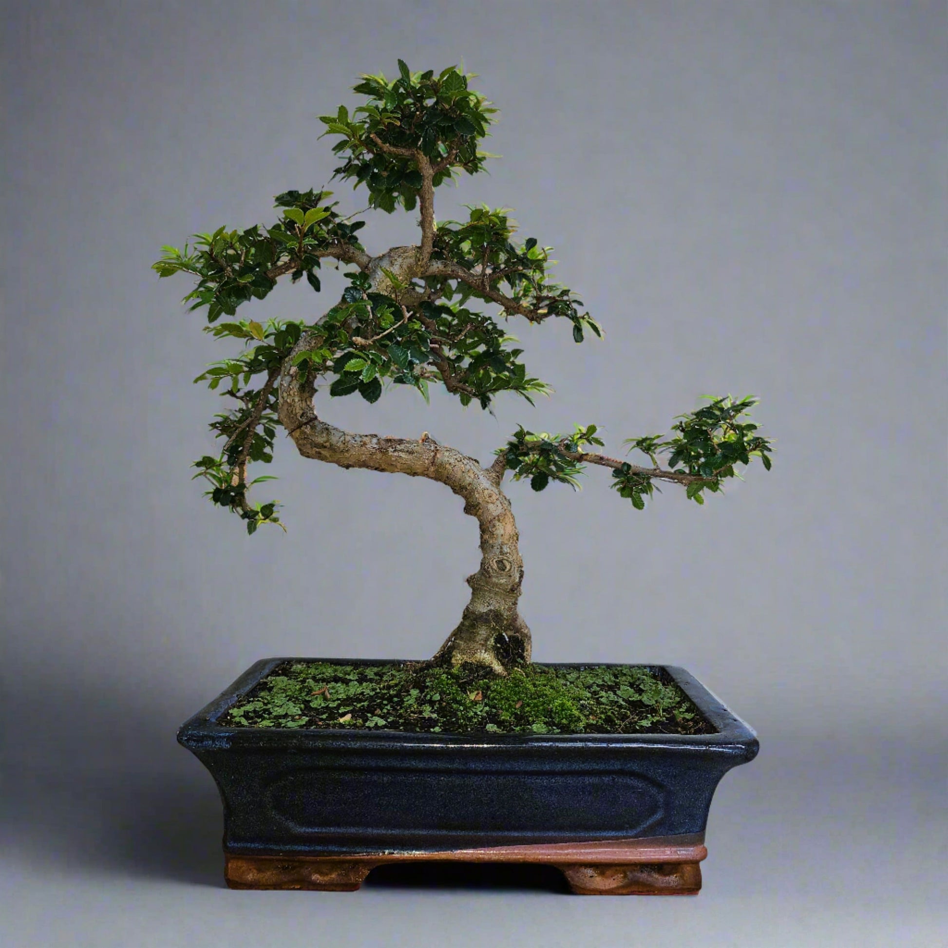 Chinese Elm (Ulmus Parvifolia) Bonsai Tree | Shaped | In 30cm Pot  Bonsai Tree BlissVeranda