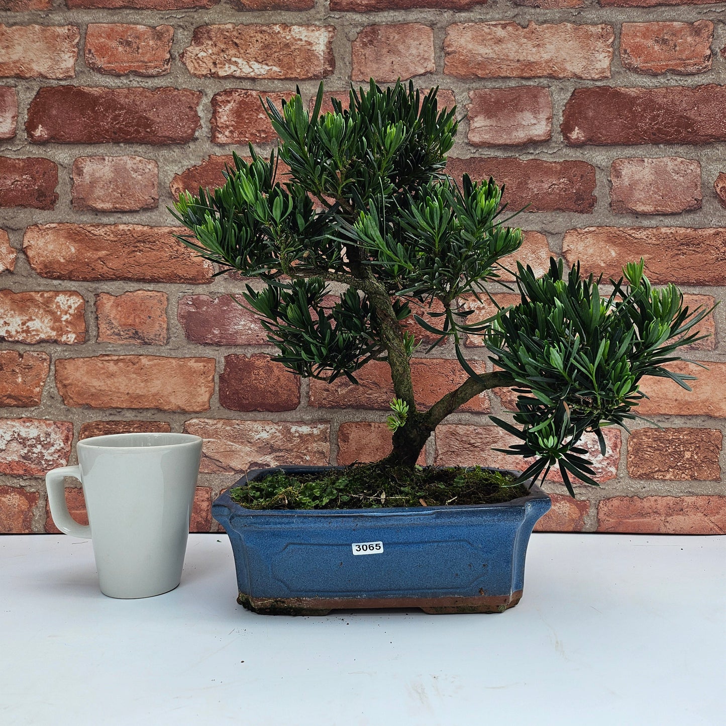 Buddhist Pine (Podocarpus Micro) Bonsai Tree | Shaped | In 25cm Pot