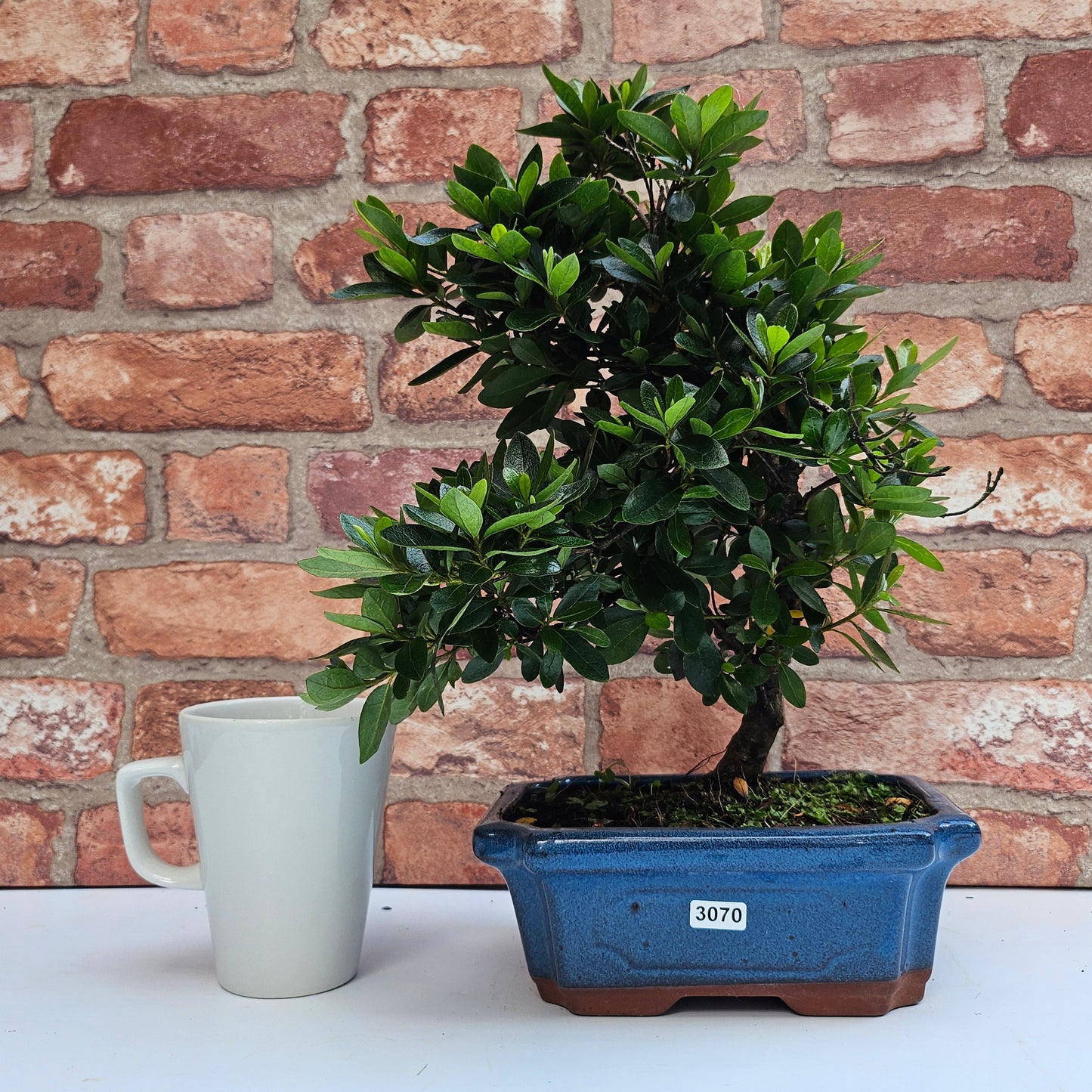Clearance: Azalea (Rhododendron) Bonsai Tree | Shaped | In 20cm Pot