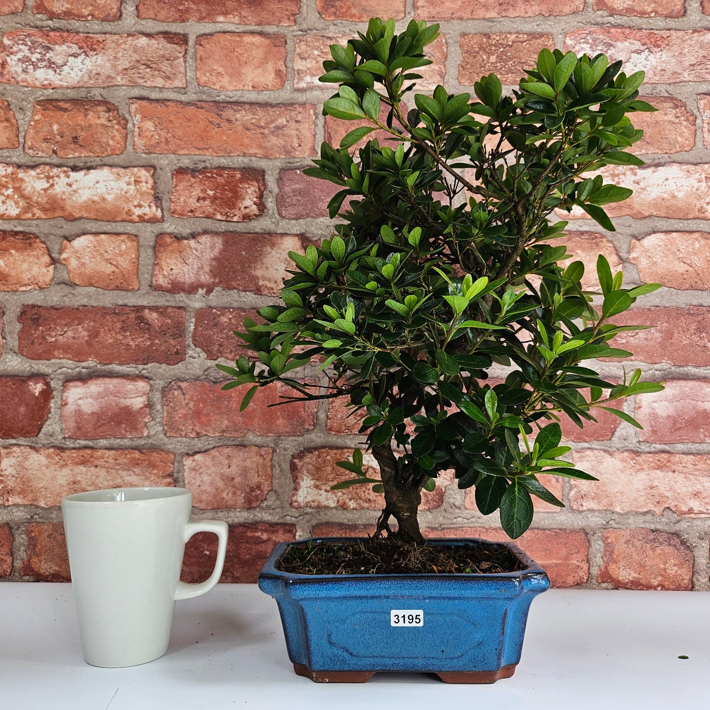Clearance: Azalea (Rhododendron) Bonsai Tree | Shaped | In 20cm Pot