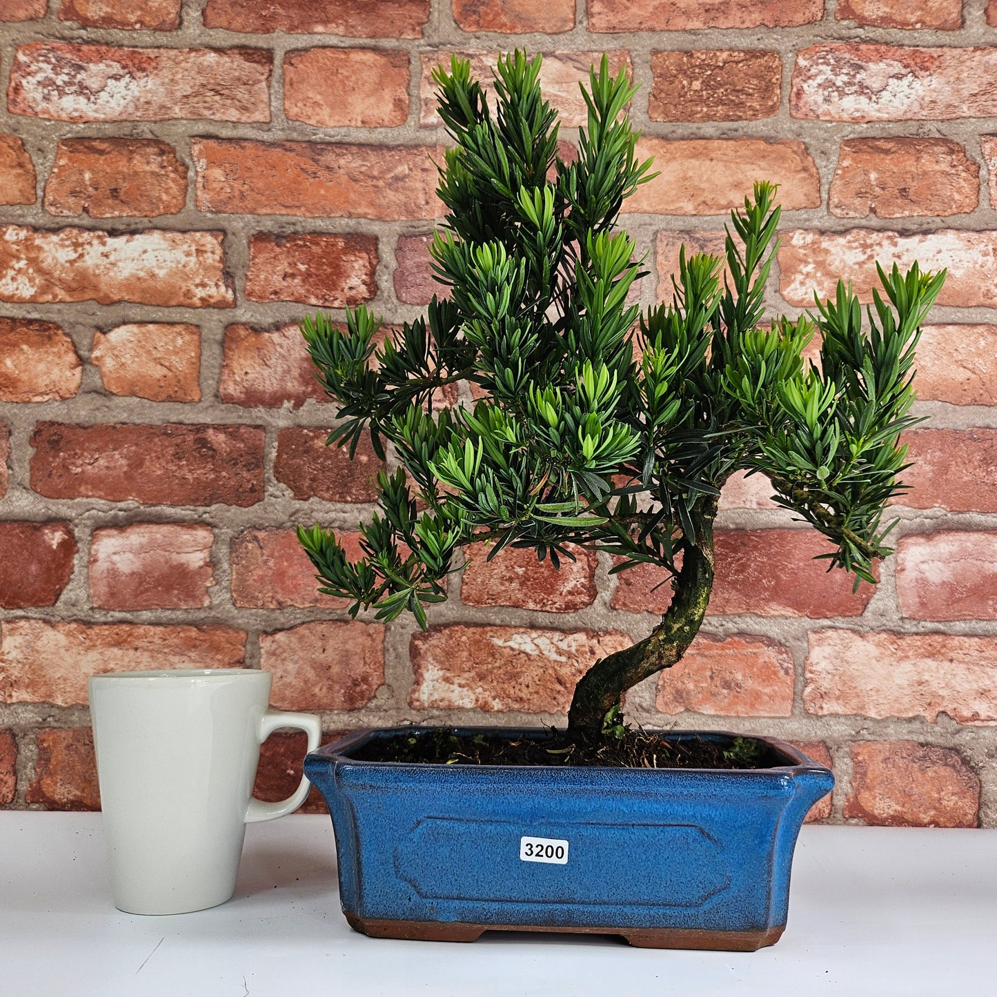 Buddhist Pine (Podocarpus Micro) Bonsai Tree | Shaped | In 25cm Pot