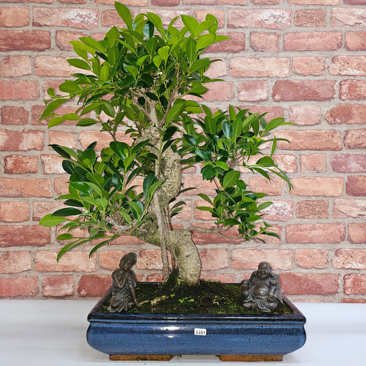 Ficus Microcarpa (Banyan Fig) Large Indoor Bonsai Tree | Shaped | In 40cm Pot