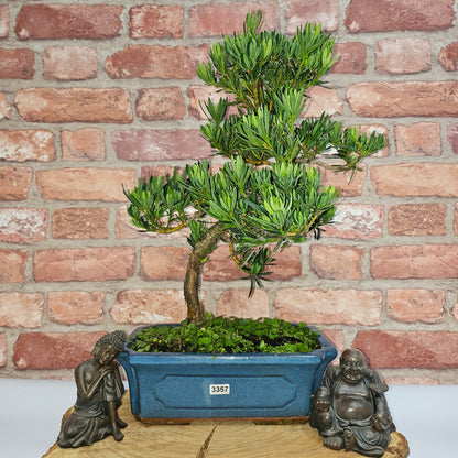 Buddhist Pine (Podocarpus Micro) Bonsai Tree | Shaped | In 25cm Pot