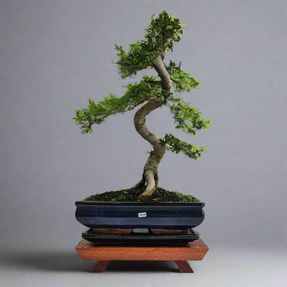Large Chinese Elm (Ulmus Parvifolia) Bonsai Tree | Shaped | In 35cm Pot