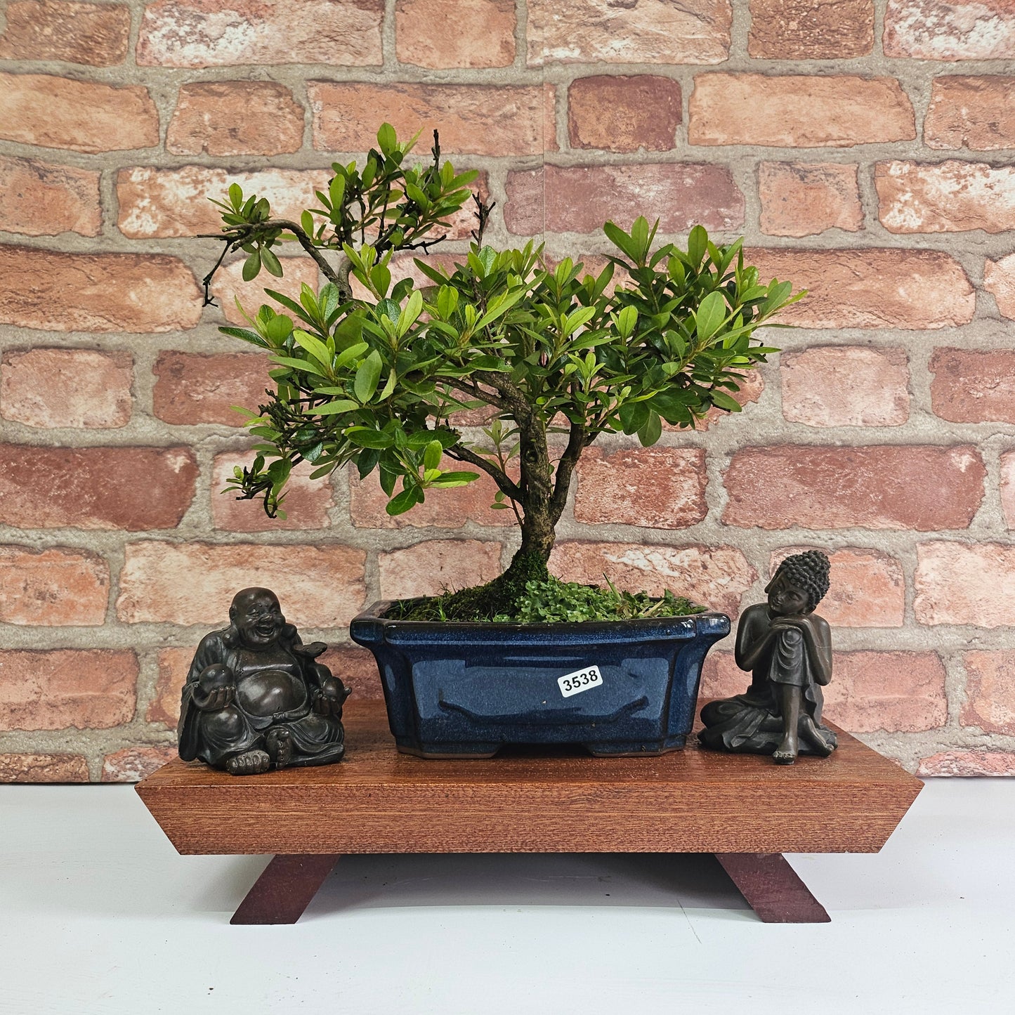 Clearance: Azalea (Rhododendron) Bonsai Tree | Shaped | In 20cm Pot