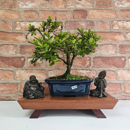 Clearance: Azalea (Rhododendron) Bonsai Tree | Shaped | In 20cm Pot