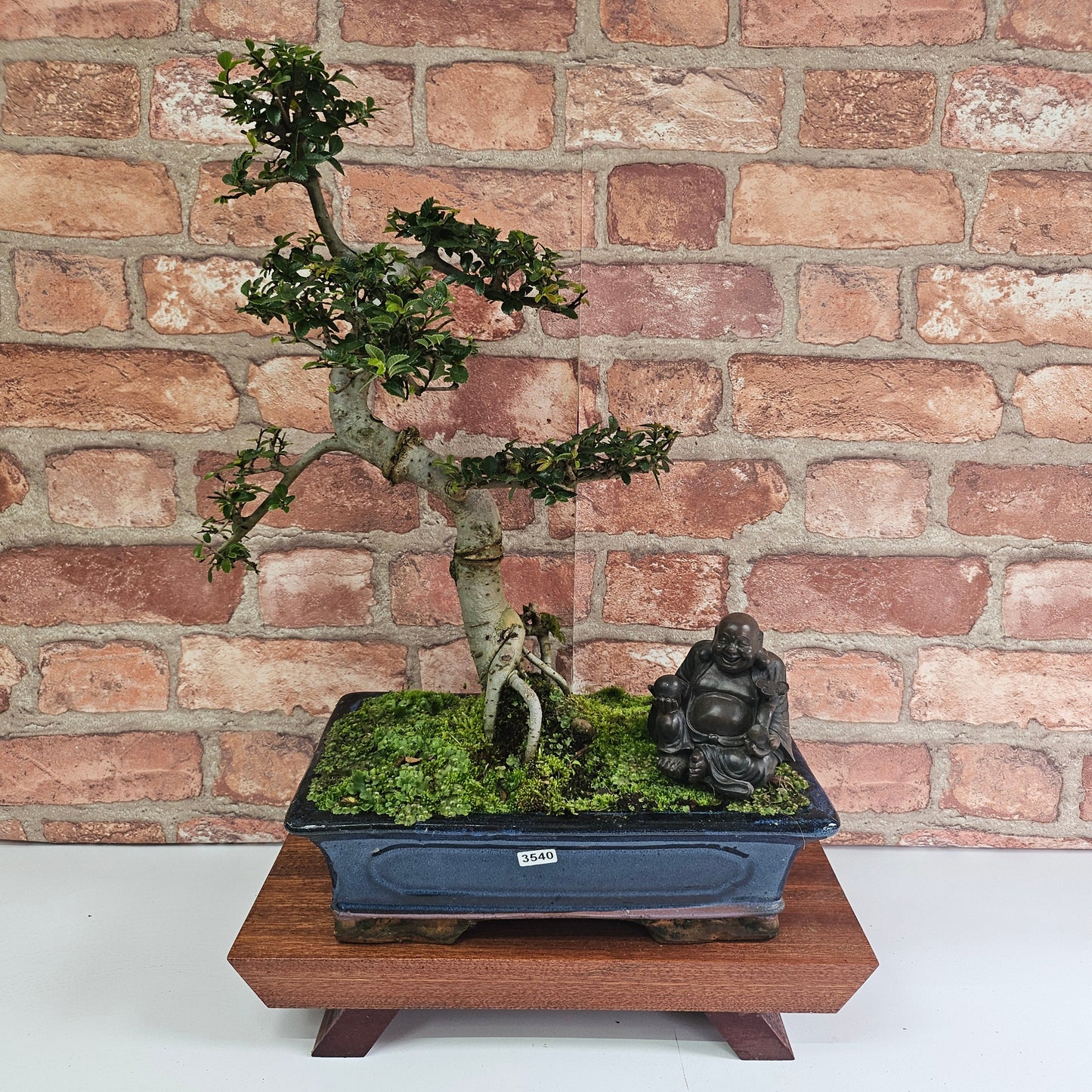 Chinese Elm (Ulmus Parvifolia) Bonsai Tree | Shaped | In 30cm Pot