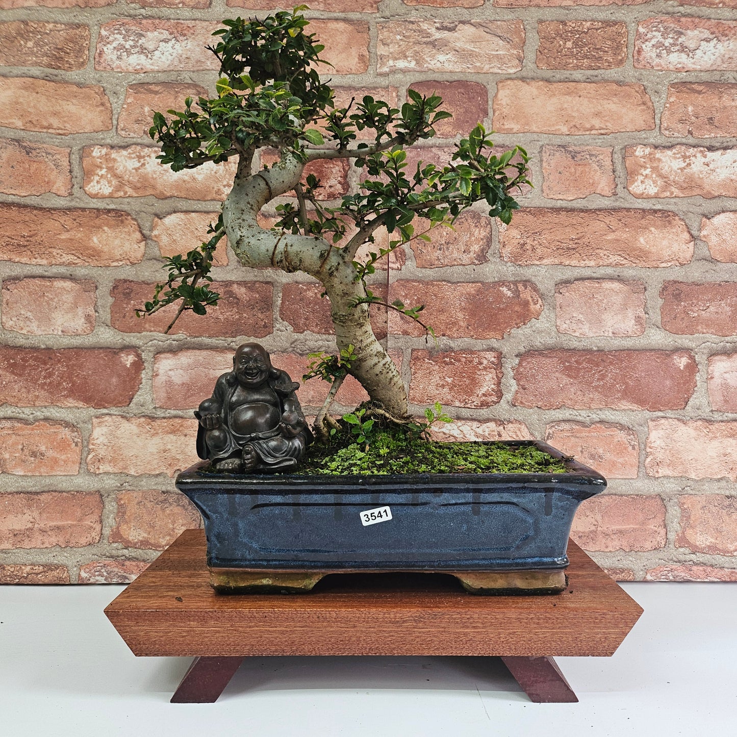 Chinese Elm (Ulmus Parvifolia) Bonsai Tree | Shaped | In 30cm Pot