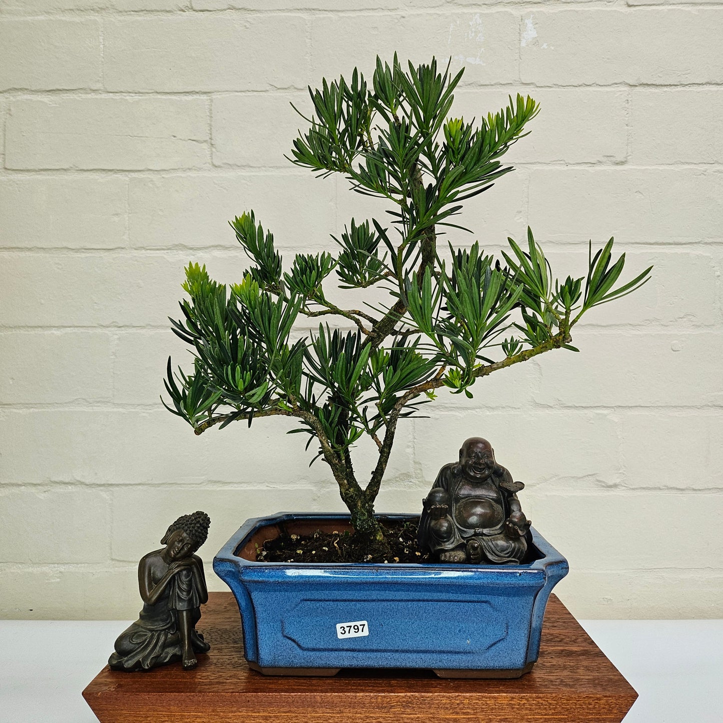 Buddhist Pine (Podocarpus Micro) Bonsai Tree | Shaped | In 30cm Pot