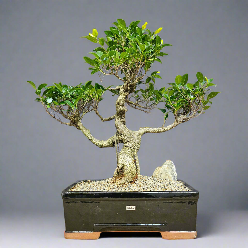 Ficus Microcarpa (Banyan Fig) Large Indoor Bonsai Tree | Shaped | In 35cm Pot  Bonsai Tree BlissVeranda