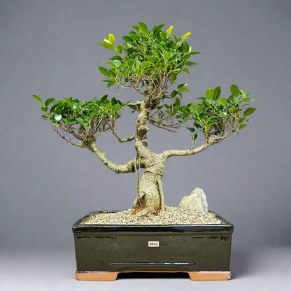 Ficus Microcarpa (Banyan Fig) Large Indoor Bonsai Tree | Shaped | In 35cm Pot  Bonsai Tree BlissVeranda