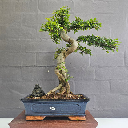 Chinese Elm (Ulmus Parvifolia) Bonsai Tree | Shaped | In 30cm Pot