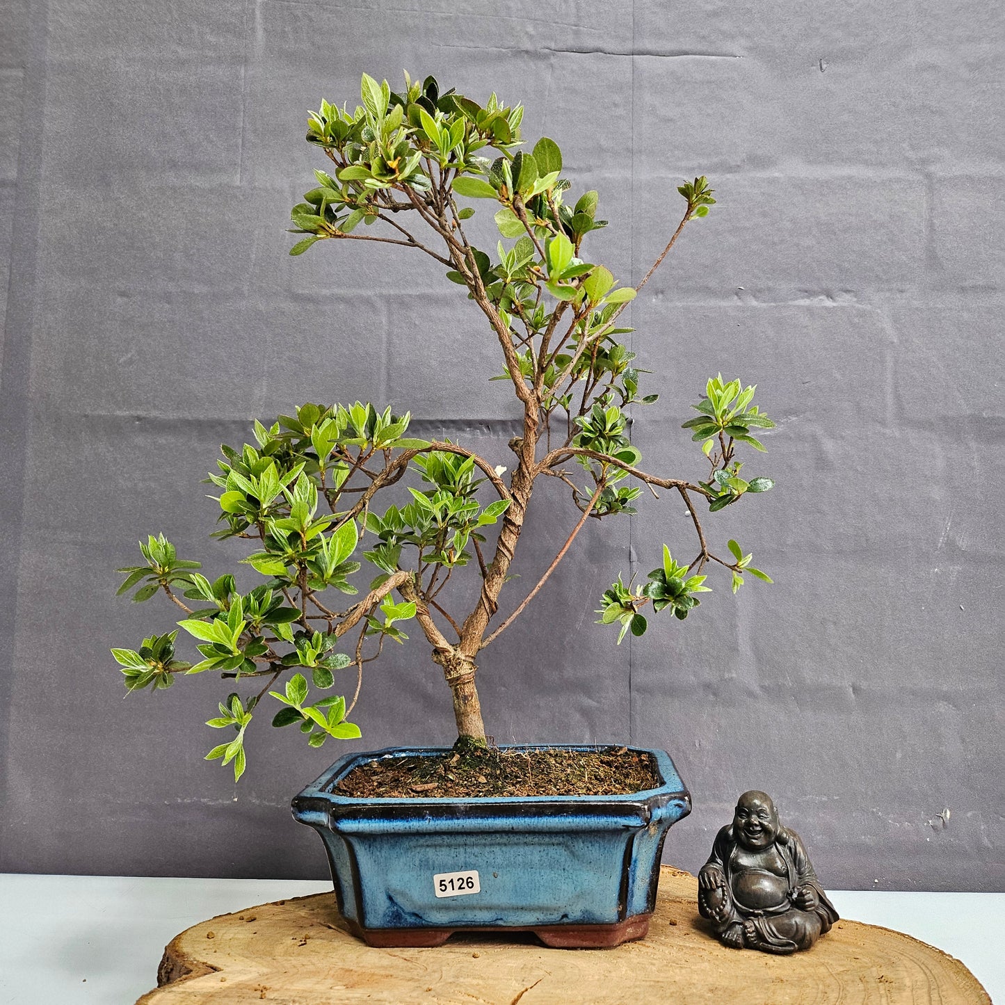 Clearance: Azalea (Rhododendron) Bonsai Tree | Shaped | In 20cm Pot
