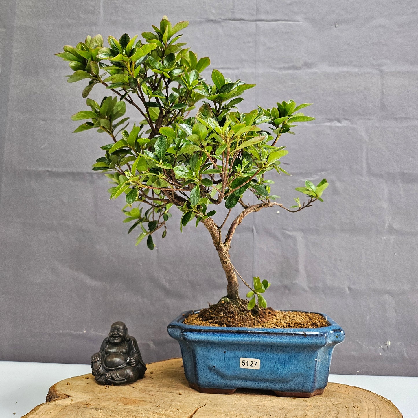 Clearance: Azalea (Rhododendron) Bonsai Tree | Shaped | In 20cm Pot