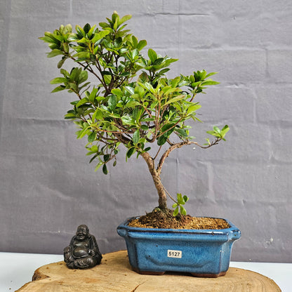 Clearance: Azalea (Rhododendron) Bonsai Tree | Shaped | In 20cm Pot