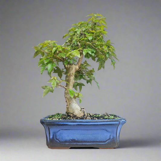 Trident Maple (Acer Buergerianum) Bonsai Tree | Informal Style | In 25cm Pot