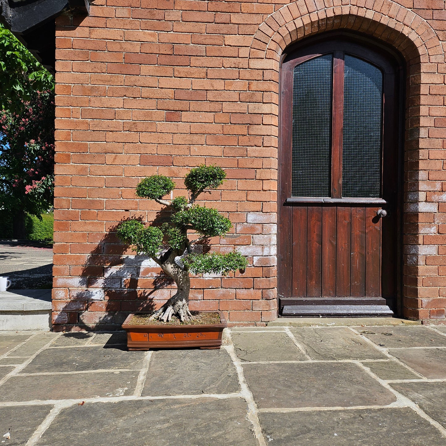 Large Chinese Elm (Ulmus Parvifolia) Bonsai Tree | Shaped Style | Height 110cm | In 60cm Pot