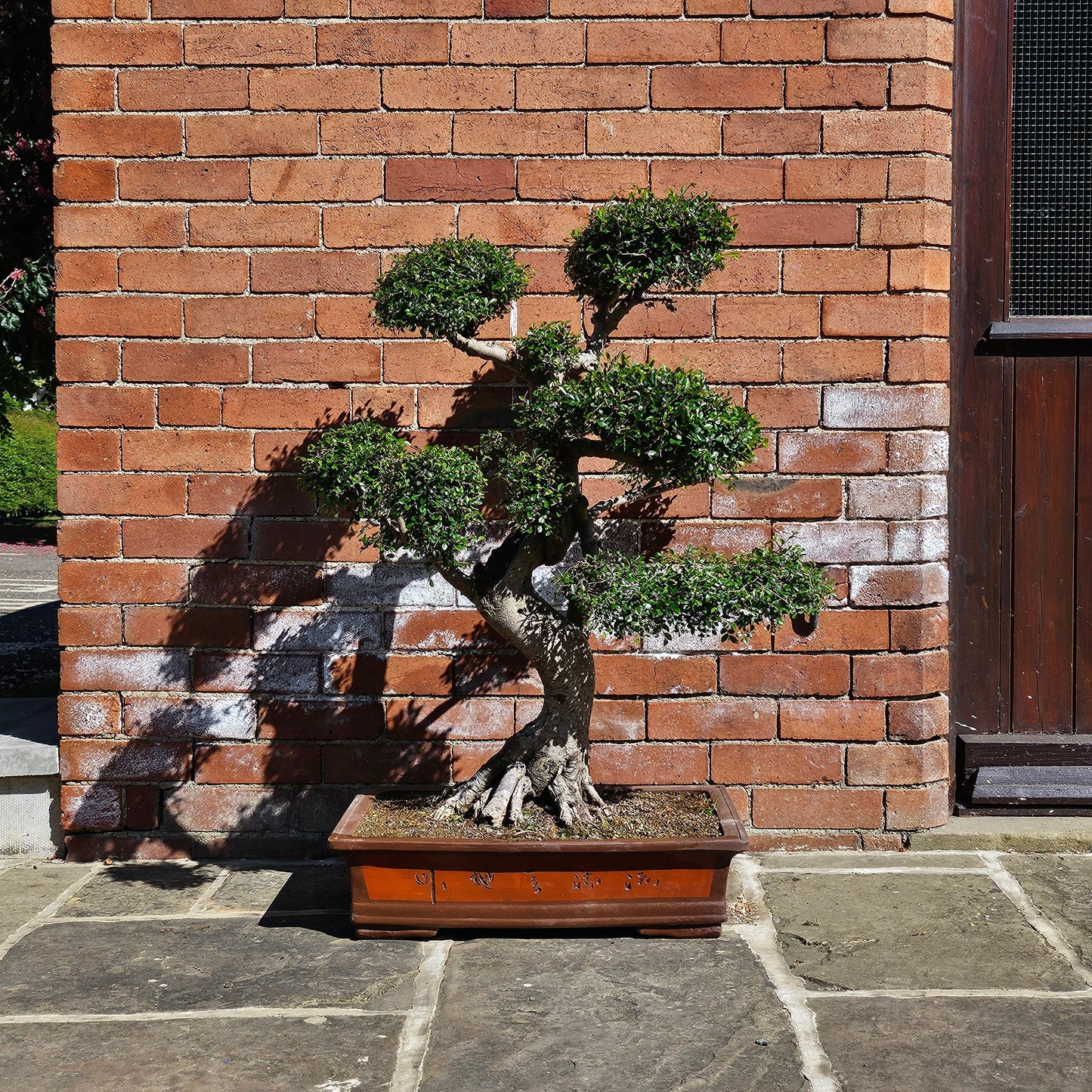 Large Chinese Elm (Ulmus Parvifolia) Bonsai Tree | Shaped Style | Height 110cm | In 60cm Pot