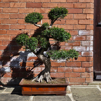 Large Chinese Elm (Ulmus Parvifolia) Bonsai Tree | Shaped Style | Height 110cm | In 60cm Pot