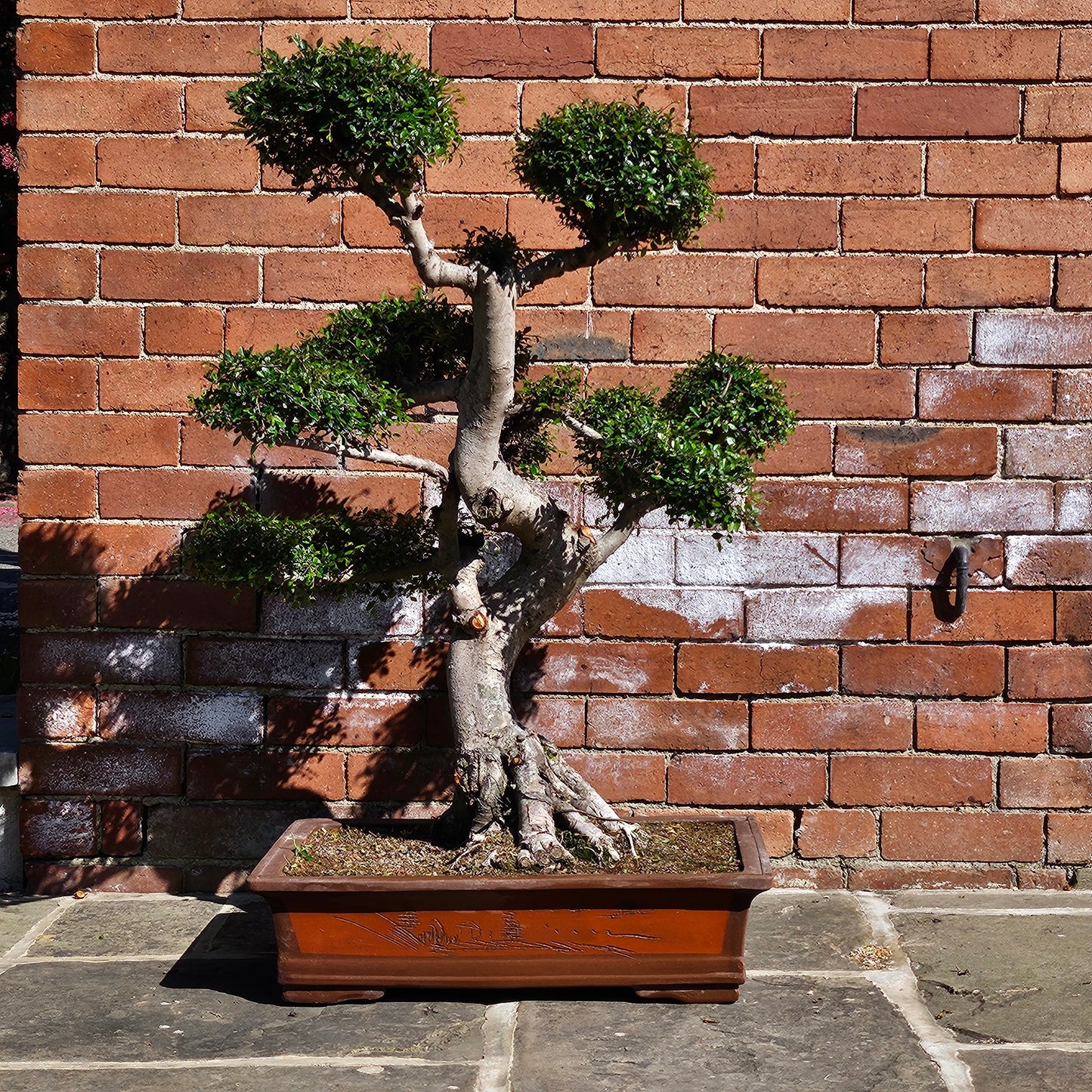 Large Chinese Elm (Ulmus Parvifolia) Bonsai Tree | Shaped Style | Height 110cm | In 60cm Pot