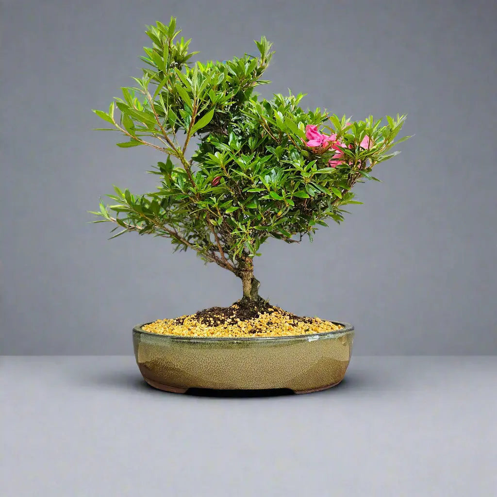 Azalea (Rhododendron) Bonsai Tree | Shaped | In 25cm Pot Yorkshire Bonsai