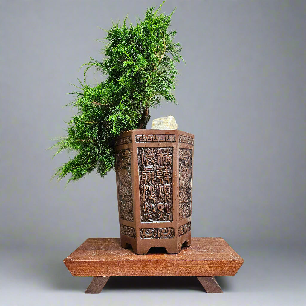 Chinese Juniper (Juniperus Chinensis) Bonsai Tree | Semi-Shaped Cascade | In 17cm Pot