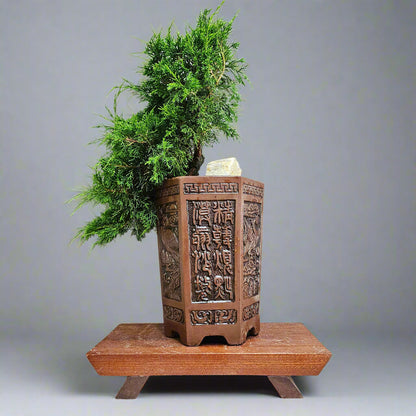 Chinese Juniper (Juniperus Chinensis) Bonsai Tree | Semi-Shaped Cascade | In 17cm Pot