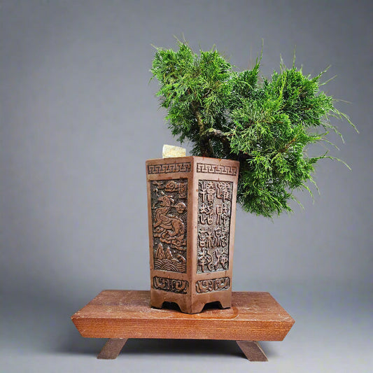 Chinese Juniper (Juniperus Chinensis) Bonsai Tree | Semi-Shaped Cascade | In 17cm Pot