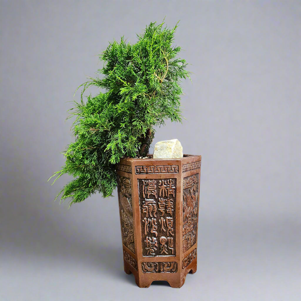 Decorative pot with a potted plant on a gray background