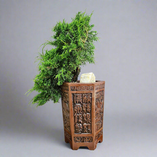 Decorative pot with a potted plant on a gray background