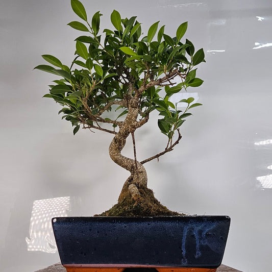 Ficus Microcarpa (Banyan Fig) Indoor Bonsai Tree | Shaped | In 30cm Pot  Bonsai Tree BlissVeranda