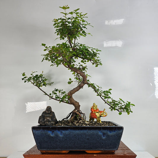 Bird Plum (Sageretia) Bonsai Tree | Shaped | In 30cm Pot