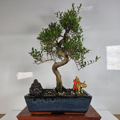 Brush Cherry (Syzygium) Bonsai Tree | Shaped | In 30cm Pot  Bonsai Tree BlissVeranda