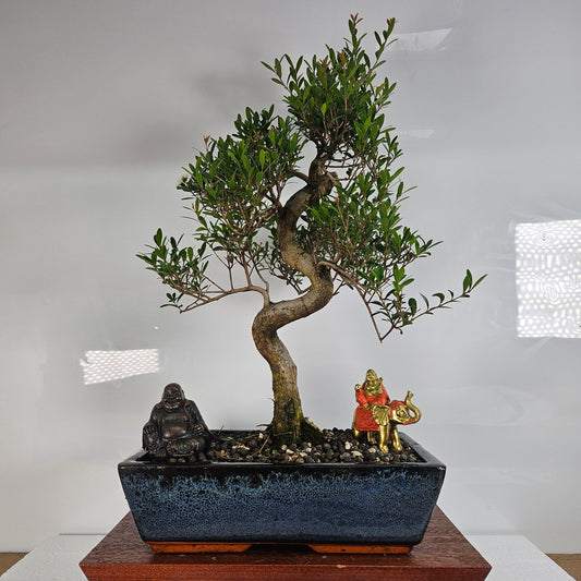 Brush Cherry (Syzygium) Bonsai Tree | Shaped | In 30cm Pot  Bonsai Tree BlissVeranda