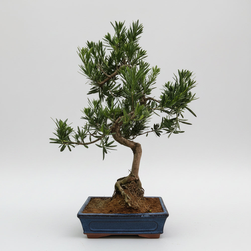 Buddhist Pine (Podocarpus Micro) Bonsai Tree | Shaped | In 25cm Pot  Bonsai Tree BlissVeranda