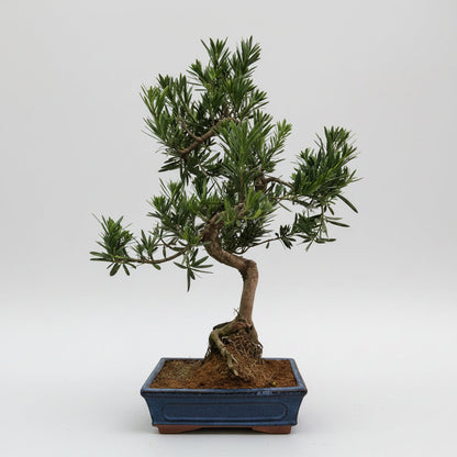 Buddhist Pine (Podocarpus Micro) Bonsai Tree | Shaped | In 25cm Pot  Bonsai Tree BlissVeranda