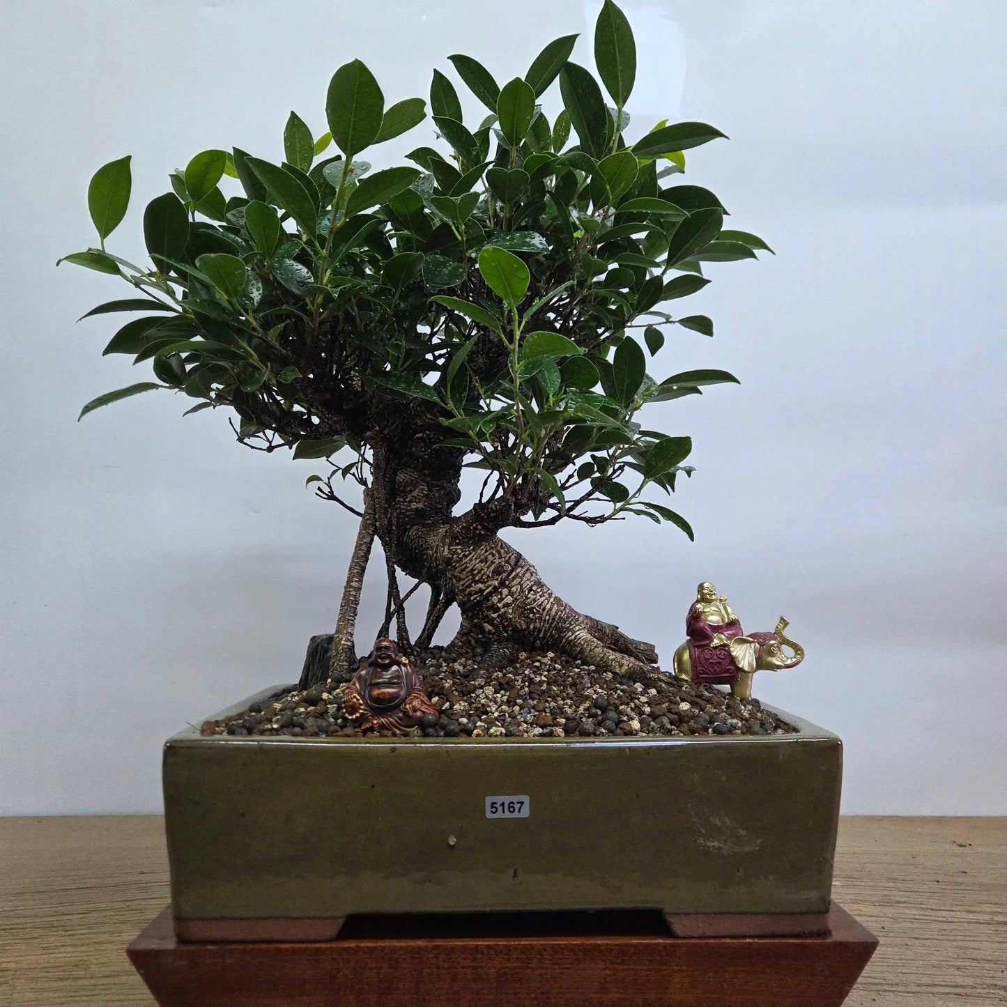 Ficus Microcarpa (Banyan Fig) Indoor Premium Bonsai Tree Bundle | Shaped | In 32cm Pot  Bonsai Tree BlissVeranda
