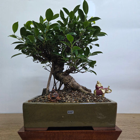 Ficus Microcarpa (Banyan Fig) Indoor Premium Bonsai Tree Bundle | Shaped | In 32cm Pot