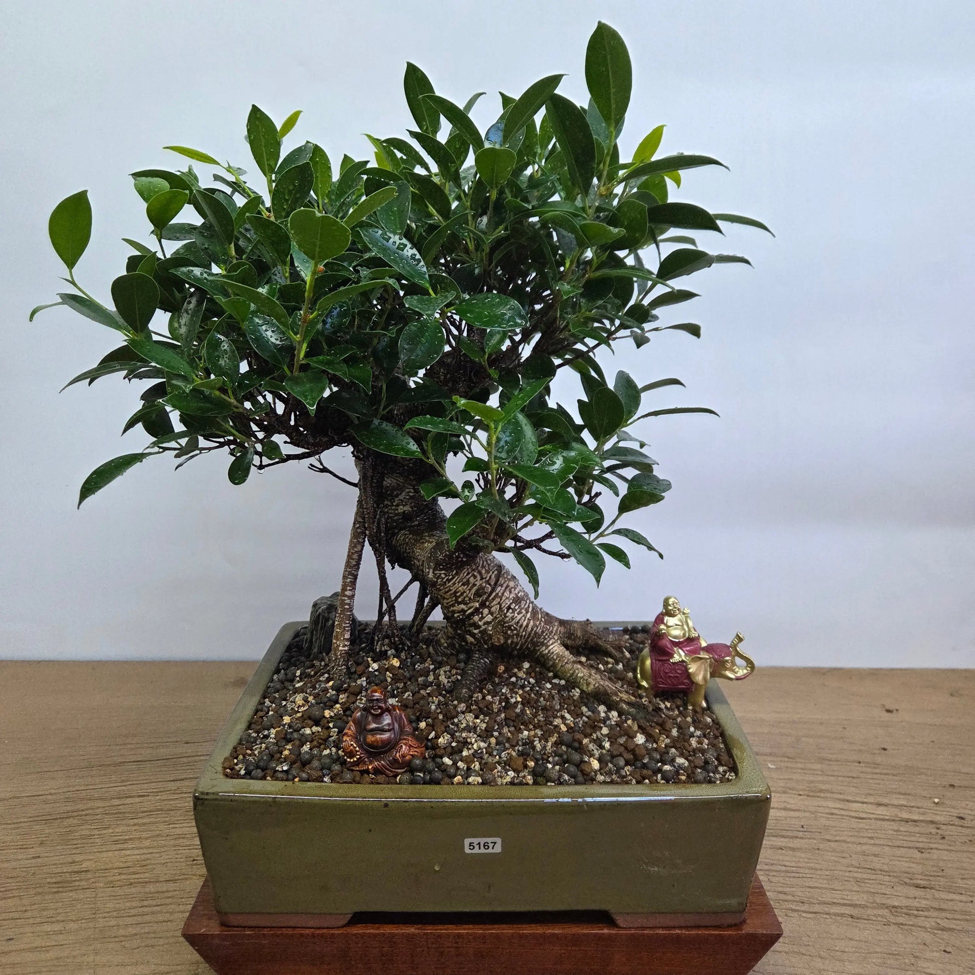 Ficus Microcarpa (Banyan Fig) Indoor Premium Bonsai Tree Bundle | Shaped | In 32cm Pot  Bonsai Tree BlissVeranda