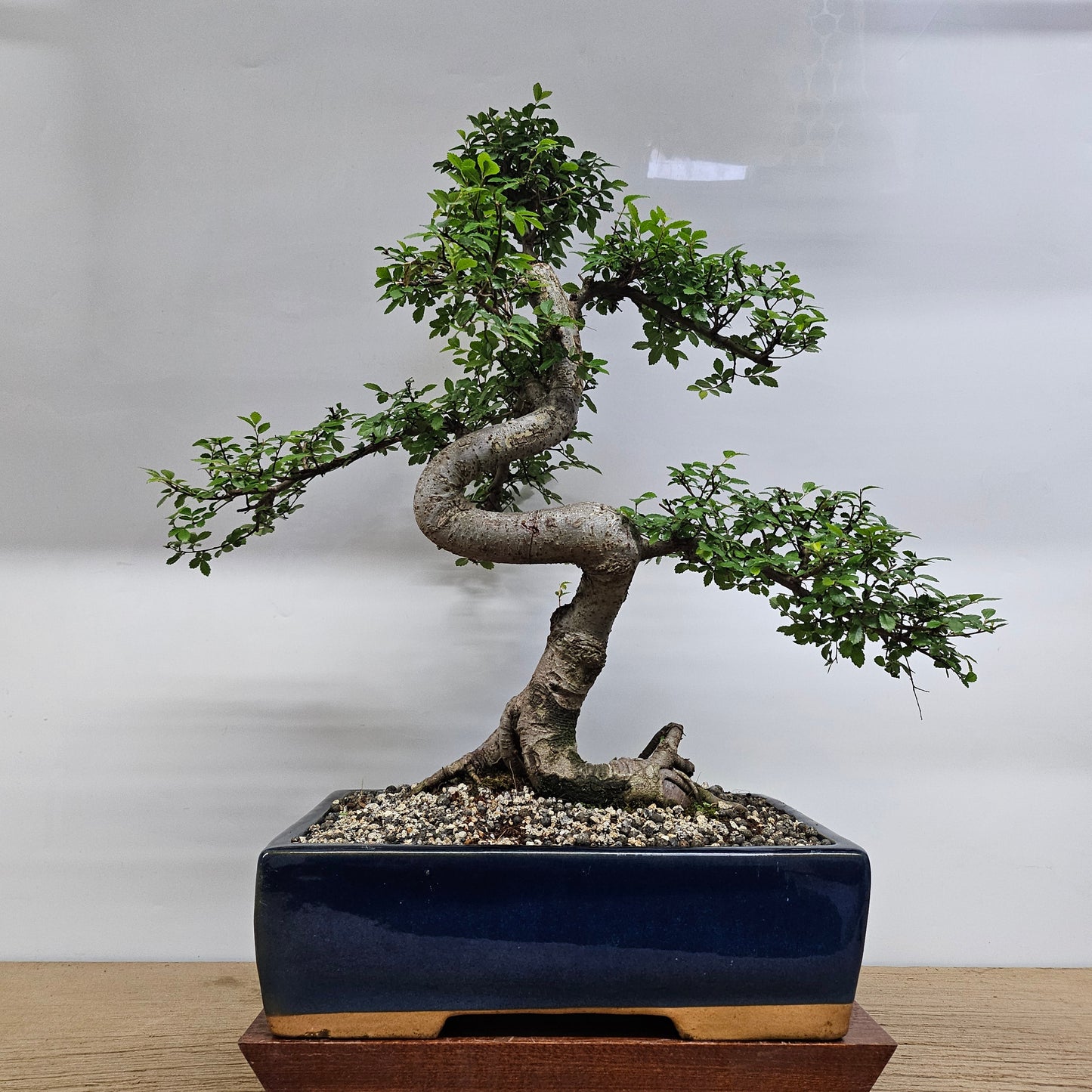 Large Chinese Elm (Ulmus Parvifolia) Bonsai Tree | Shaped | In 35cm Pot