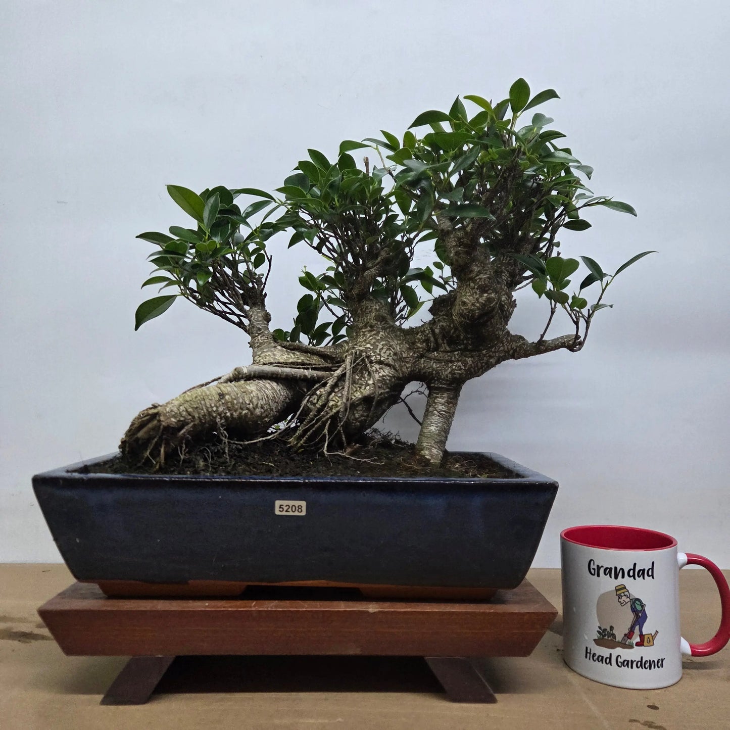 Ficus Microcarpa (Banyan Fig) Large Indoor Bonsai Tree | Shaped | In 35cm Pot  Bonsai Tree BlissVeranda