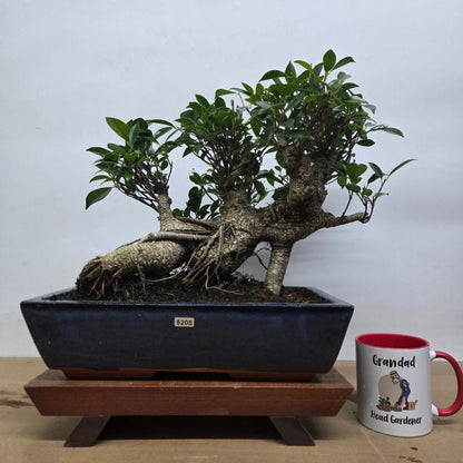 Ficus Microcarpa (Banyan Fig) Large Indoor Bonsai Tree | Shaped | In 35cm Pot  Bonsai Tree BlissVeranda
