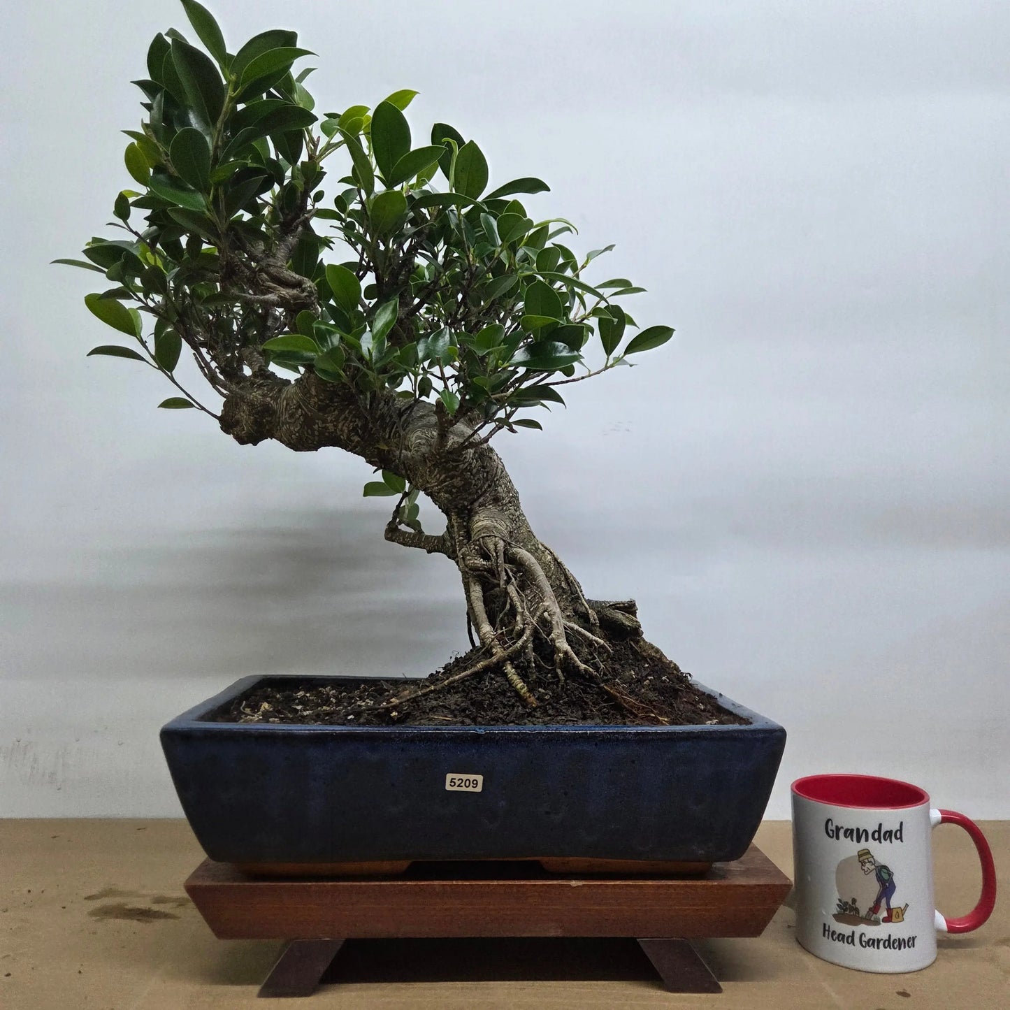 Ficus Microcarpa (Banyan Fig) Large Indoor Bonsai Tree | Shaped | In 35cm Pot  Bonsai Tree BlissVeranda