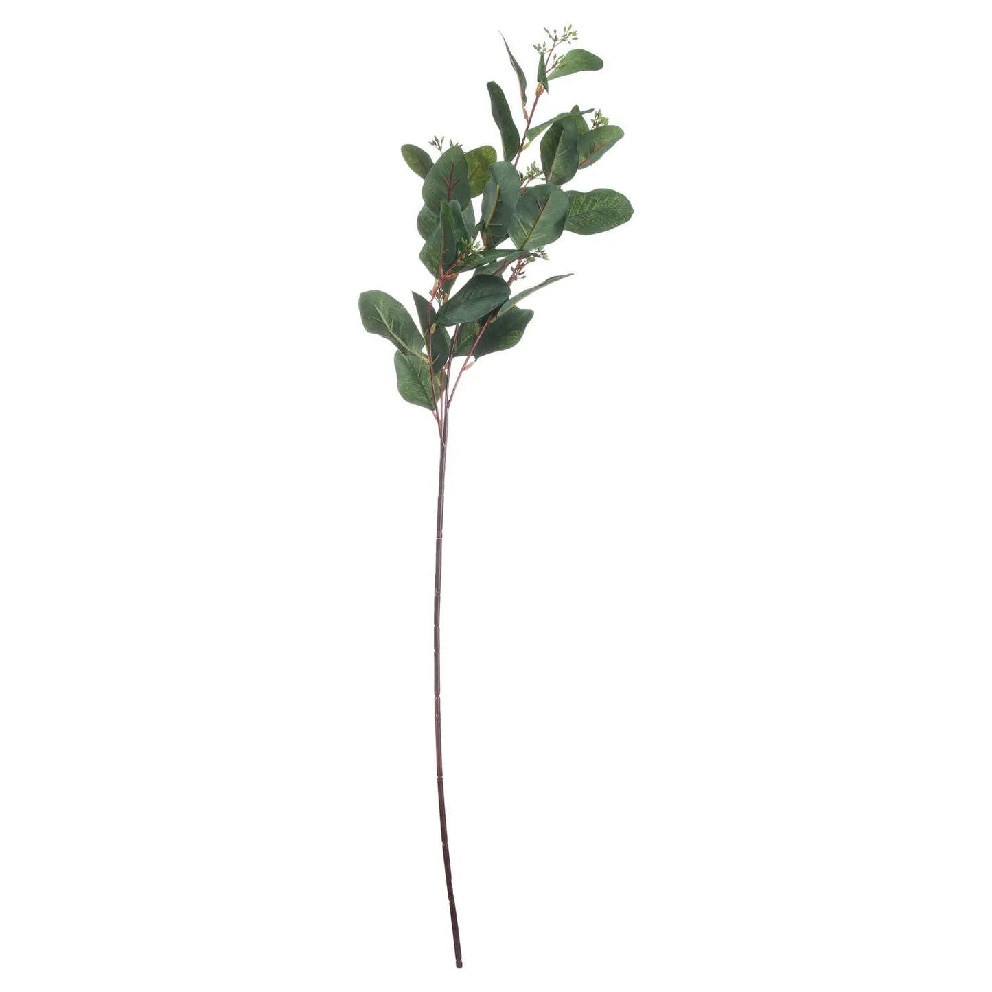 Single stem of eucalyptus with leaves on a white background