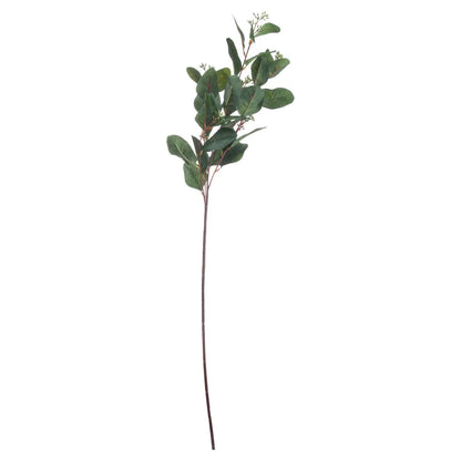 Single stem of eucalyptus with leaves on a white background