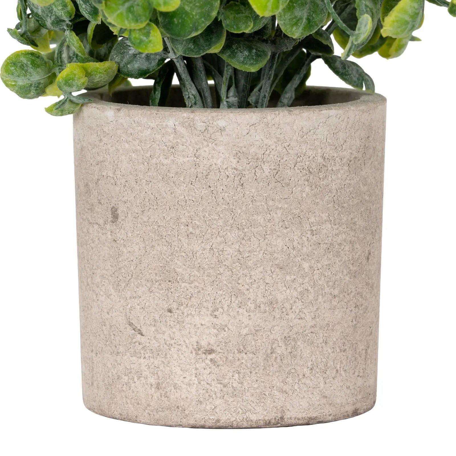 Cylindrical concrete planter with a green plant on a white background