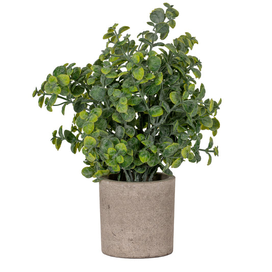 Potted plant with green leaves in a textured pot on a white background