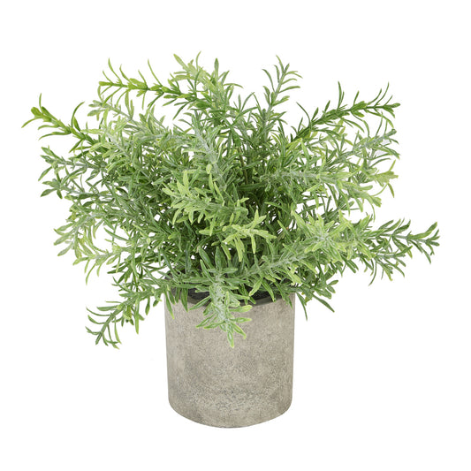 Potted plant with green leaves on a white background