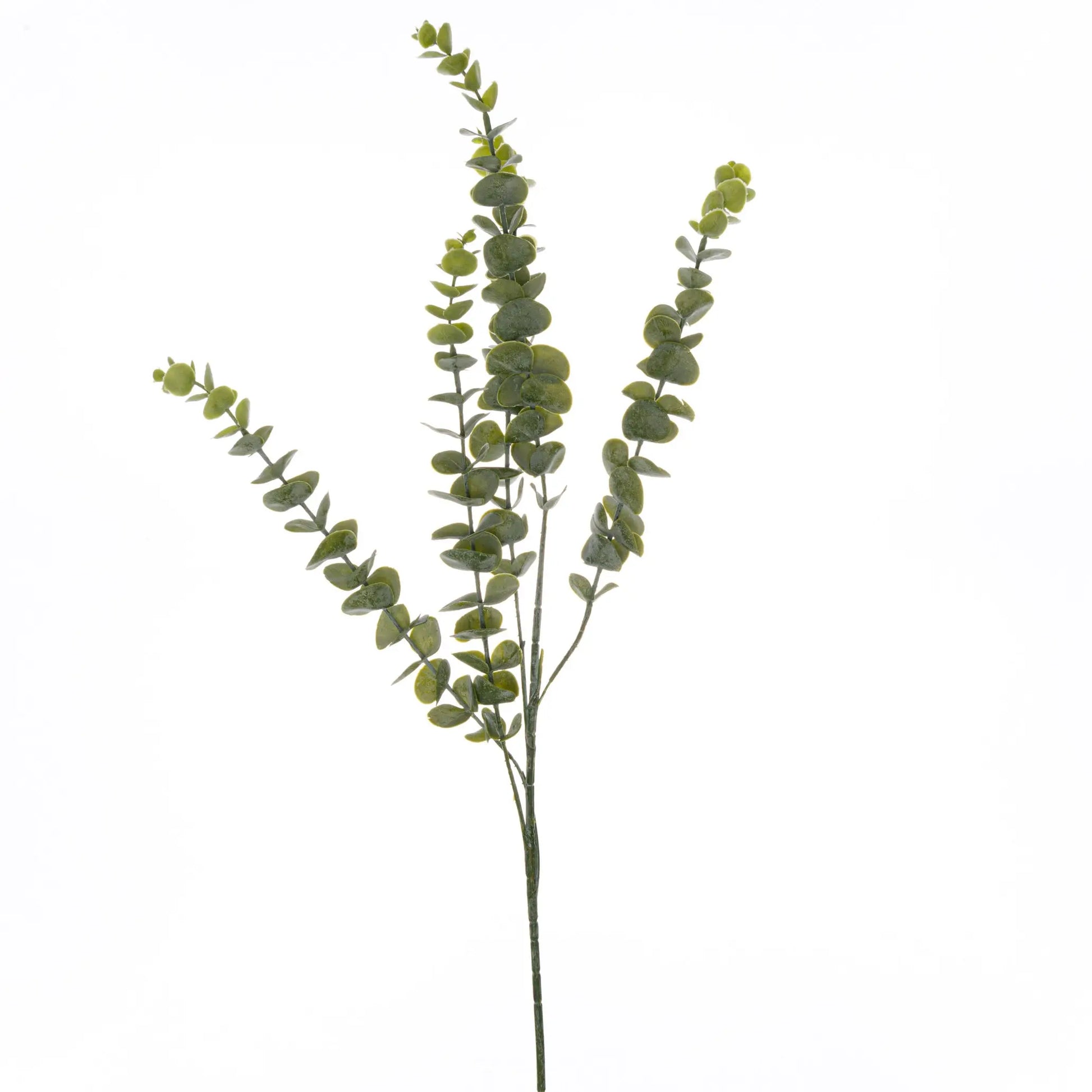 Green eucalyptus branch on a white background